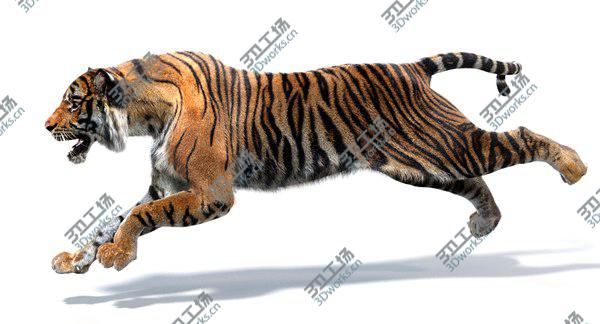 images/goods_img/20210312/3D Sumatran Tiger Animated (Fur)/4.jpg
